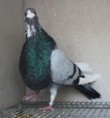 /album/fotogaleria-pichones/img-6886-jpg/