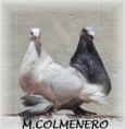 /album/palomos-de-colmenero/img-9254-jpg1/